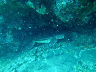 Under Water - Hachijo Island, Tokyo, Japan