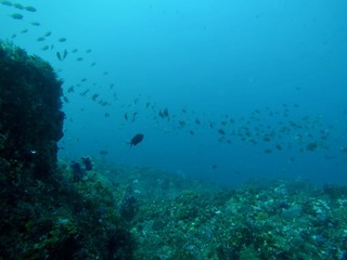 Under Water - Hachijo Island, Tokyo, Japan