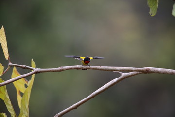 Scarlet-breasted Flowerpecker (Prionochilus thoracicus) in Sabah, Borneo