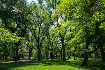 Central Park Street Story