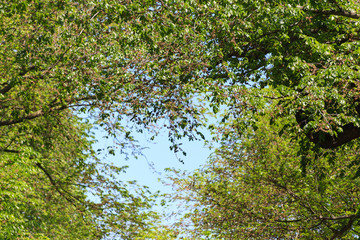 Central Park Street Story
