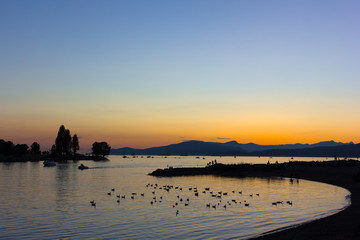 Sunset over English Bay in Vancouver BC, Canada. Flock of birds in the water at quiet sunset over...