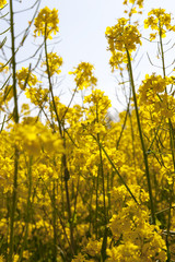Obraz premium yellow rapeseed