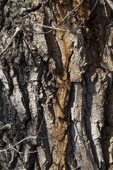 tree trunk
