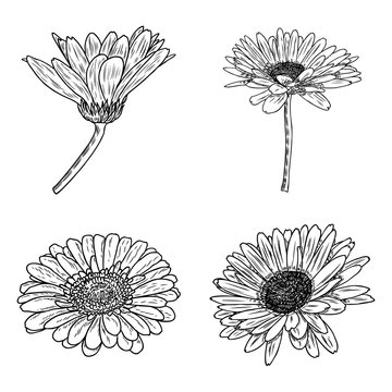 Daisy floral botany collection sketch. Daisy flower drawings. Black and white line art isolated on white backgrounds. Hand drawn botanical illustrations. Vector.
