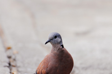 Red Turtle-dove is looking something to eat in the morning 