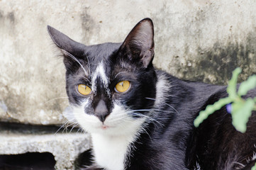Black and white striped cat is looking something in the morning