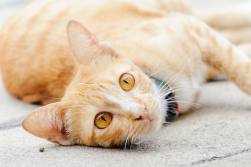 Orange cat is looking something before sleep