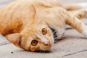 Orange cat is looking something before sleep