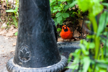 Angry Red bird in park