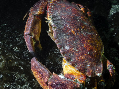Cancer productus (Red rock crab)
An adult Red Rock Crab photographed in southern British Columbia.