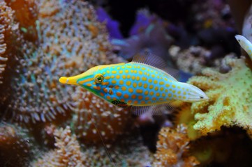 Tropical fish in the Aquarium of California Academy of Science in San Francisco