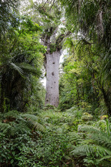 Fototapeta premium Tane Mahuta, or Lord of the Forest, the largest surviving kauri tree in New Zealand. Situated in Waipoua Forest, Northland, New Zealand.
