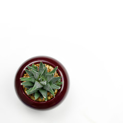 Tiny succulent aloe plants in a red pot with white copy space