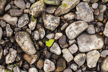 River Rocks with green leaf