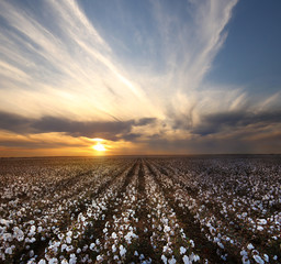 Beautiful Cotton Field with sunset