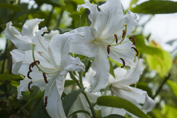 カーサブランカ　Casa Blanca