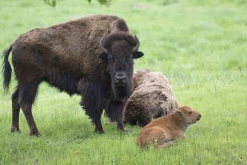 Fototapeta premium Female American bison (Bison bison) with calf