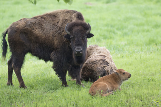  Female American bison (Bison bison) with calf