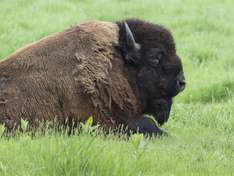 Resting male American bison (Bison bison) in preria