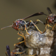 Paper Wasp (Polistes annularis) Close Up