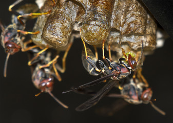 Paper Wasps (Polistes annularis) taking care about their nest