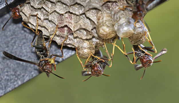 Paper Wasps (Polistes Annularis)