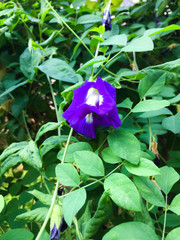 Natural blue color of butterfly pea flowers