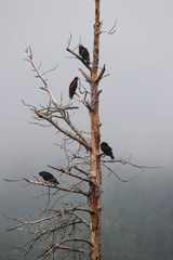 Turkey Vultures In Wind Cave National Park - July 2018