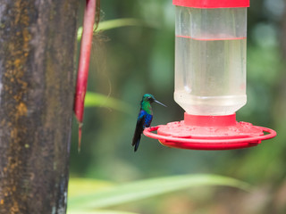 Fototapeta premium Hummingbird garden in Ecuador cloud forest
