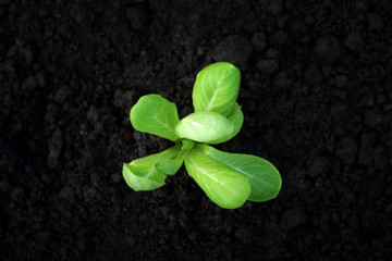 Selective focus of Vegetable sapling over the soil in the greenhouse