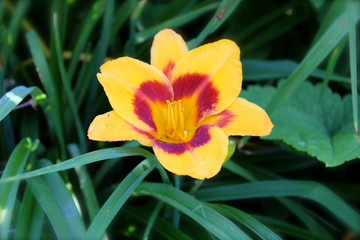 Fototapeta premium Yellow day lilly