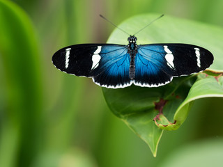 Fototapeta na wymiar Butterfly house in Cloud Forest, Ecuador