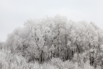 Fototapeta na wymiar Trees in the frost