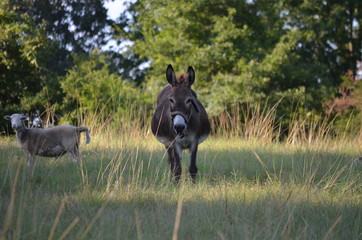 donkey in a pasture