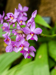 A close image of philippine ground orchids