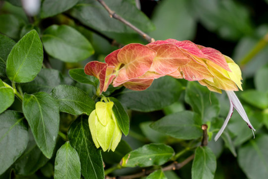 A close image of a Mexican shrimp plant and flower