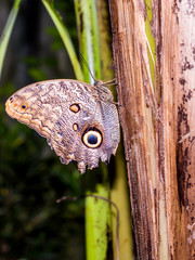 Fototapeta premium A close portrait of a owl butterfly