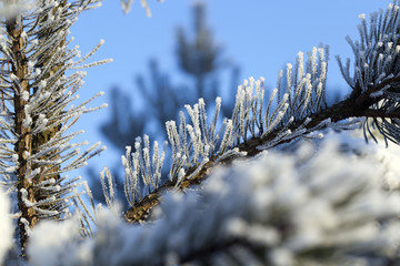 Pines in the frost