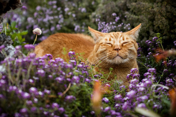 Content orange tabby cat scenting the breeze in a flower patch (purple sweet alyssum and thyme)