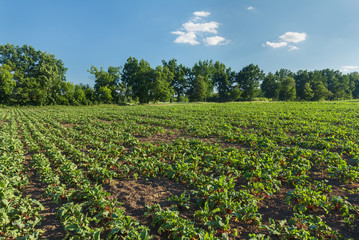 Fototapeta na wymiar Sugar beet in a field. Rural scene. Crop and farming