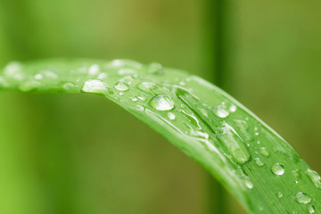 Water drops on green leaf close up.