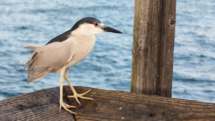 Black-crowned Night Heron