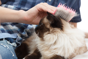 Caring for cat fur. Hand combing by comb fluffy cat.