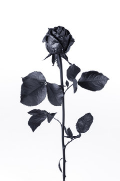 Black rose flower on white background