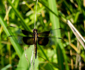 dragon fly