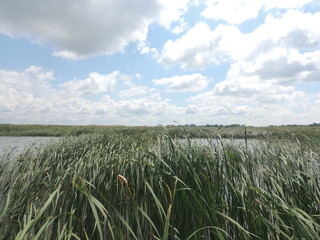 камыш на озере