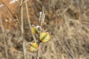 Flowering willow (buds blossomed) in April © aganda