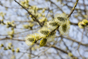 Flowering willow (buds blossomed) in April