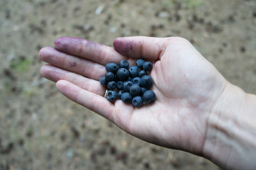 A handful of bilberries in a woman's hand.